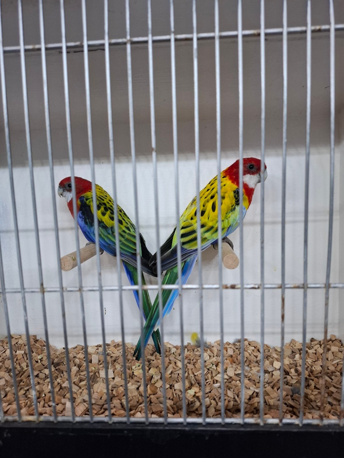 Koppel rosella's