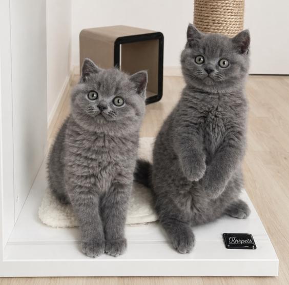 Britse Korthaar kittens, Meerdere dieren, Ontwormd, 0 tot 2 jaar