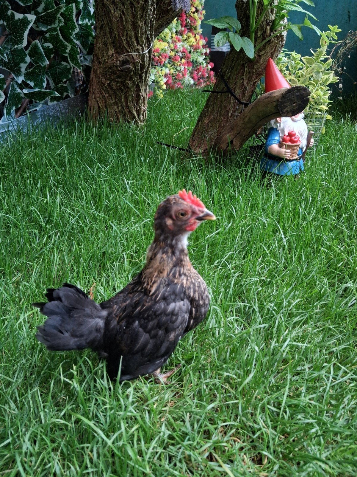Serama kuikens Hanen, Dieren en Toebehoren, Pluimvee, Mannelijk, Kip