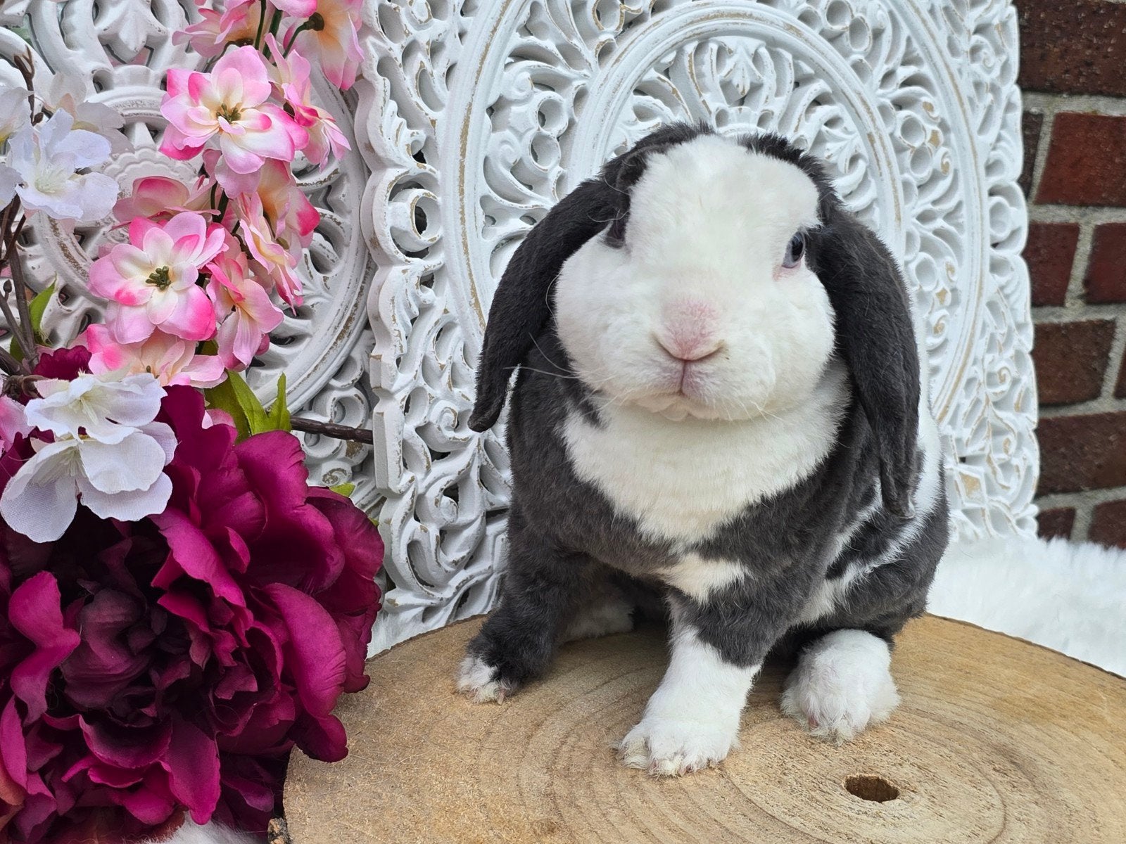 Mega lief knuffe koppel hangoortjes winterswijk of rotterdam, Dieren en Toebehoren, Konijnen, Meerdere dieren, Dwerg, Hangoor