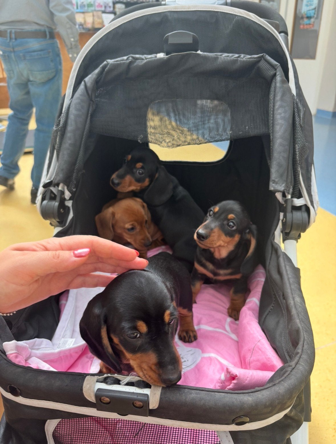 4 prachtige korthaar dwergteckel, dwerg teckel pups te koop., Parvo, 8 tot 15 weken, Korthaar, Dwerg