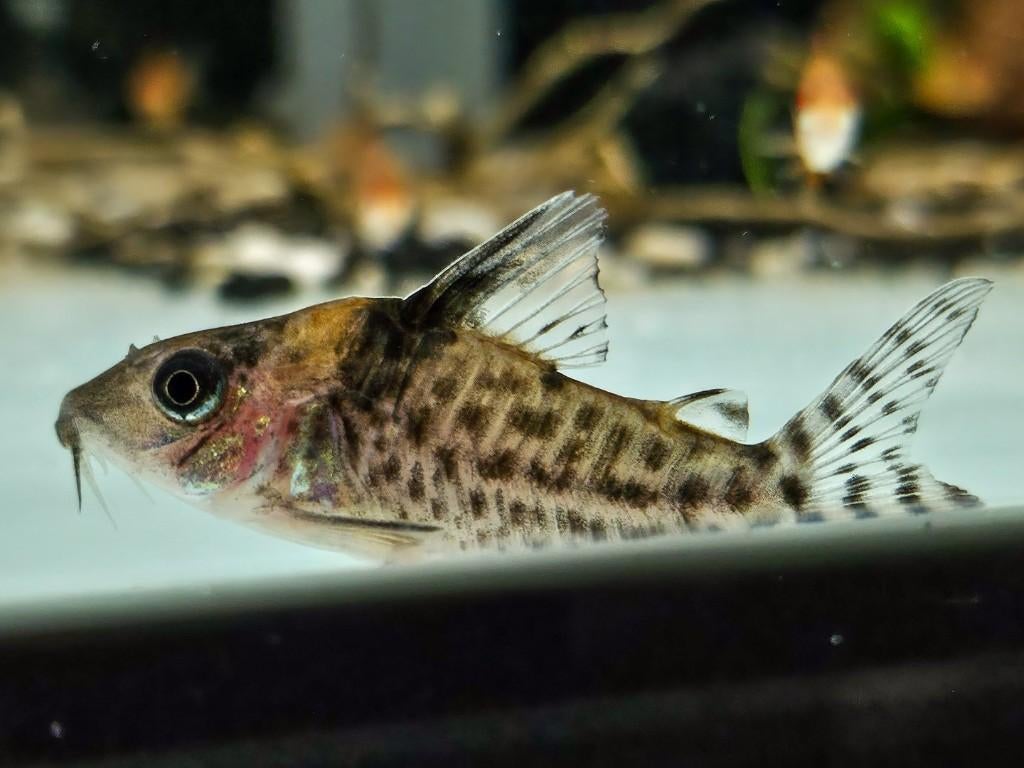 corydoras rio nanay, Dieren en Toebehoren, Vis, Zoetwatervis