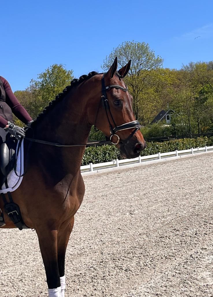 Diverse interessante jonge paarden, Dieren en Toebehoren, Paarden, Met stamboom, Niet van toepassing, Dressuurpaard, 3 tot 6 jaar