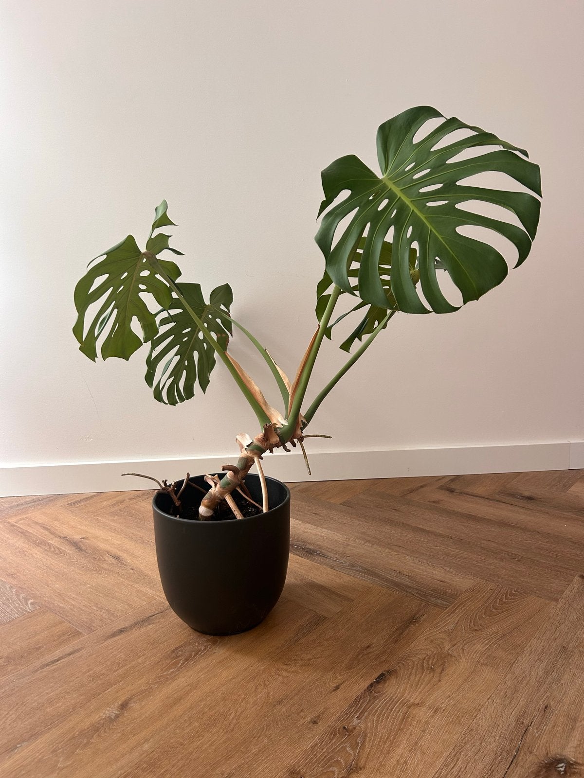 Monstera Deliciosa - Gatenplant in pot, Ophalen, 100 tot 150 cm, Overige soorten, Halfschaduw