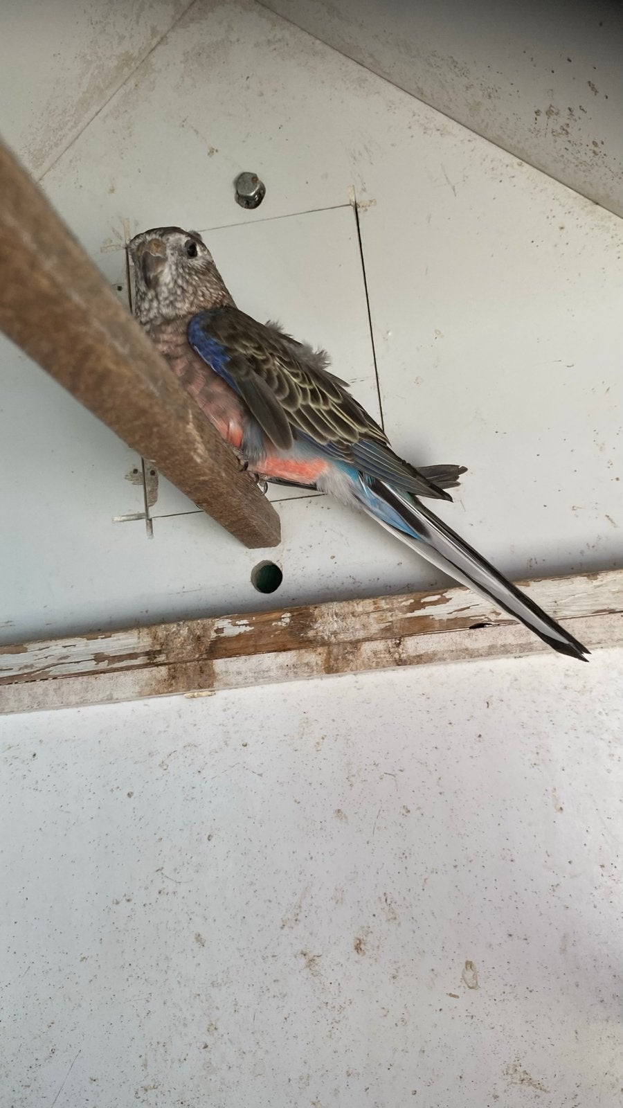Bourkes, Dieren en Toebehoren, Meerdere dieren, Parkiet