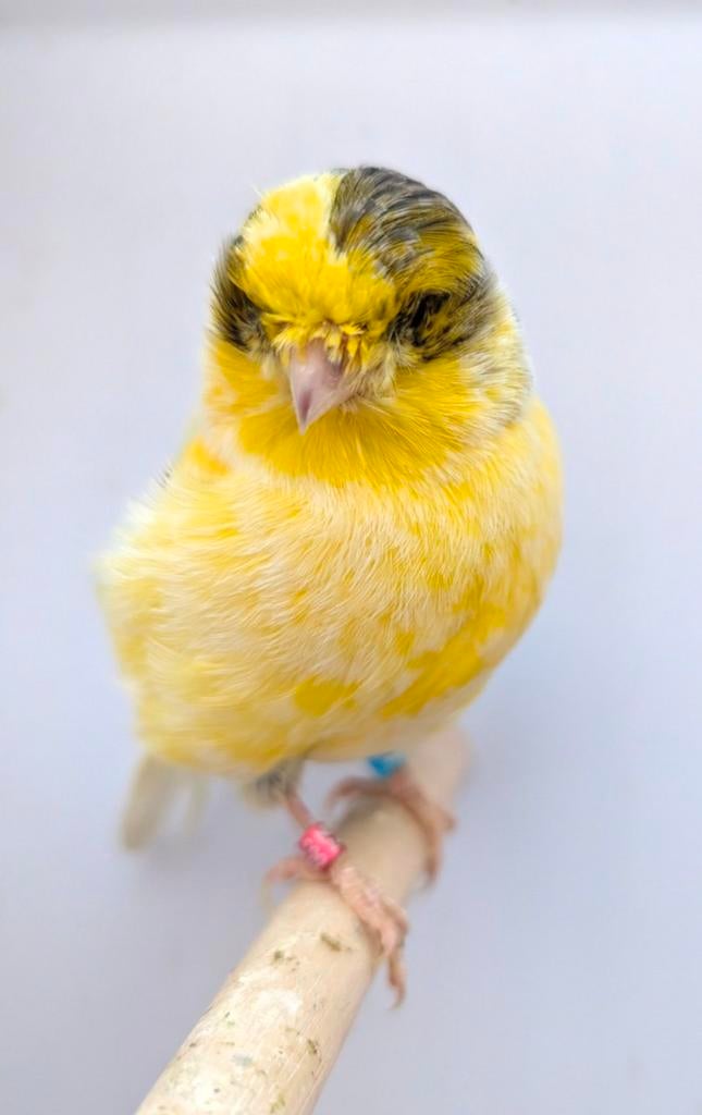 Gloster kanarie poppen, Dieren en Toebehoren, Vogels | Kanaries, Vrouwelijk, Kleurkanarie