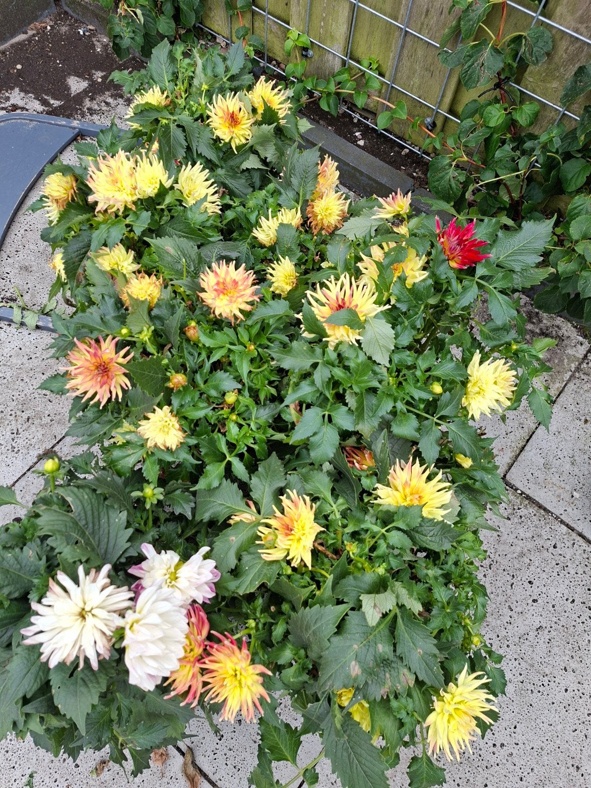 Prachtige Dahlia's in diverse kleuren, Overige soorten, Volle zon, Vaste plant, Ophalen of Verzenden