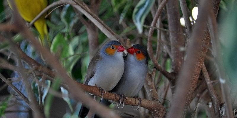 Oranjekaakje vrouw 2026, Dieren en Toebehoren, Vogels | Overige Vogels, Vrouwelijk, Tropenvogel, Geringd