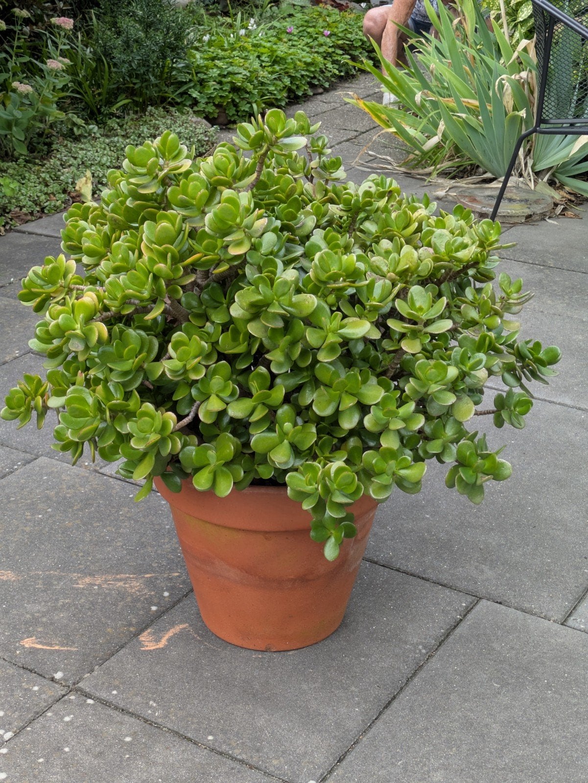Crassula Ovata (geldplant) 70 cm in terracotta pot., Tuin en Terras, Ophalen, Overige soorten