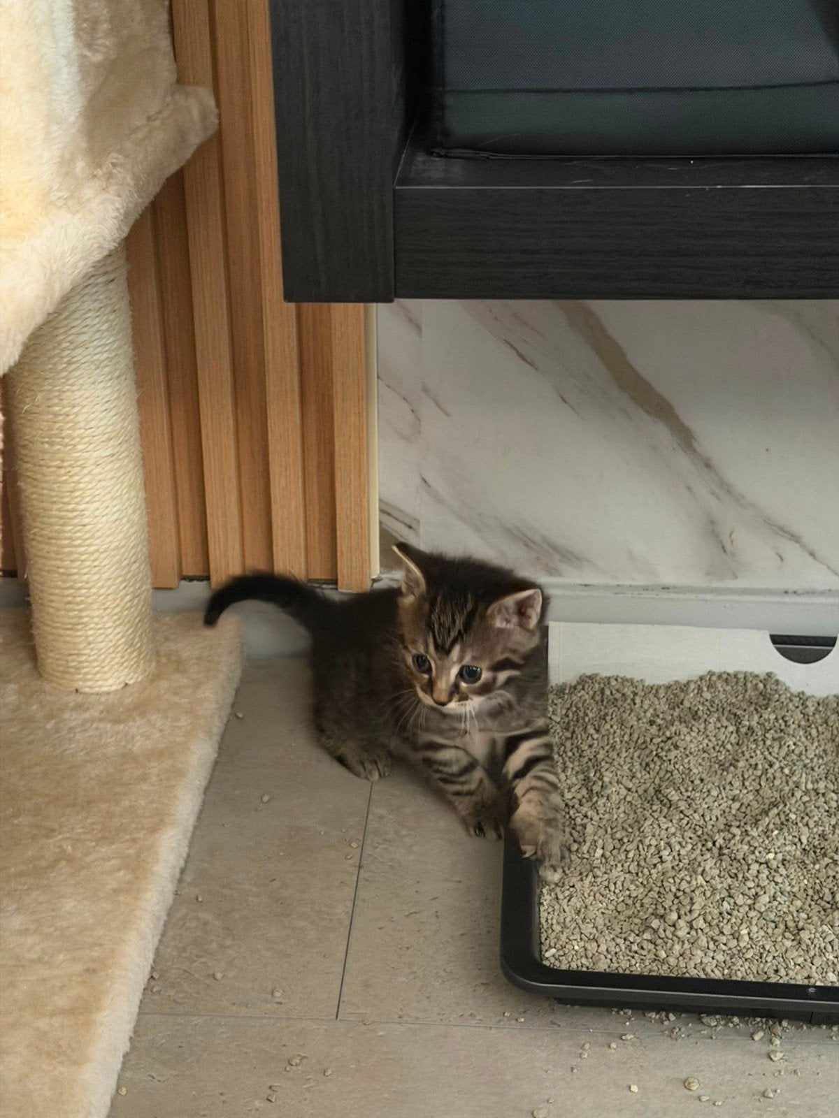 Kittens, Dieren en Toebehoren, Katten en Kittens | Overige Katten