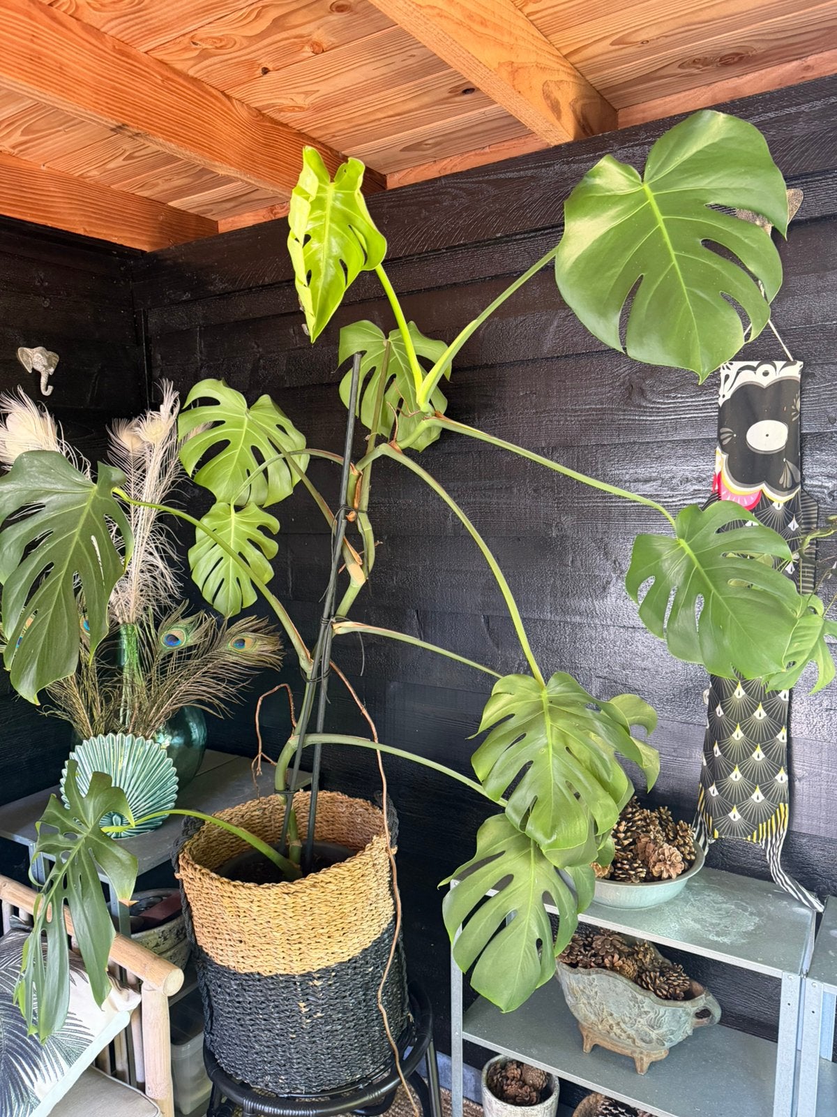 2 x Monstera Deliciosa (philodendron), Ophalen, Halfschaduw, 150 tot 200 cm
