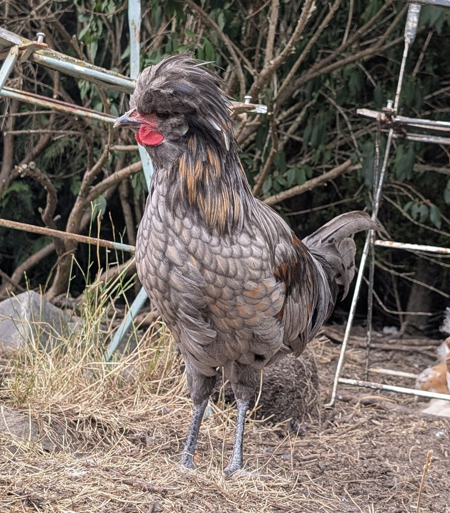 hollandse kuifhoen kriel haan, Dieren en Toebehoren, Pluimvee, Mannelijk, Kip