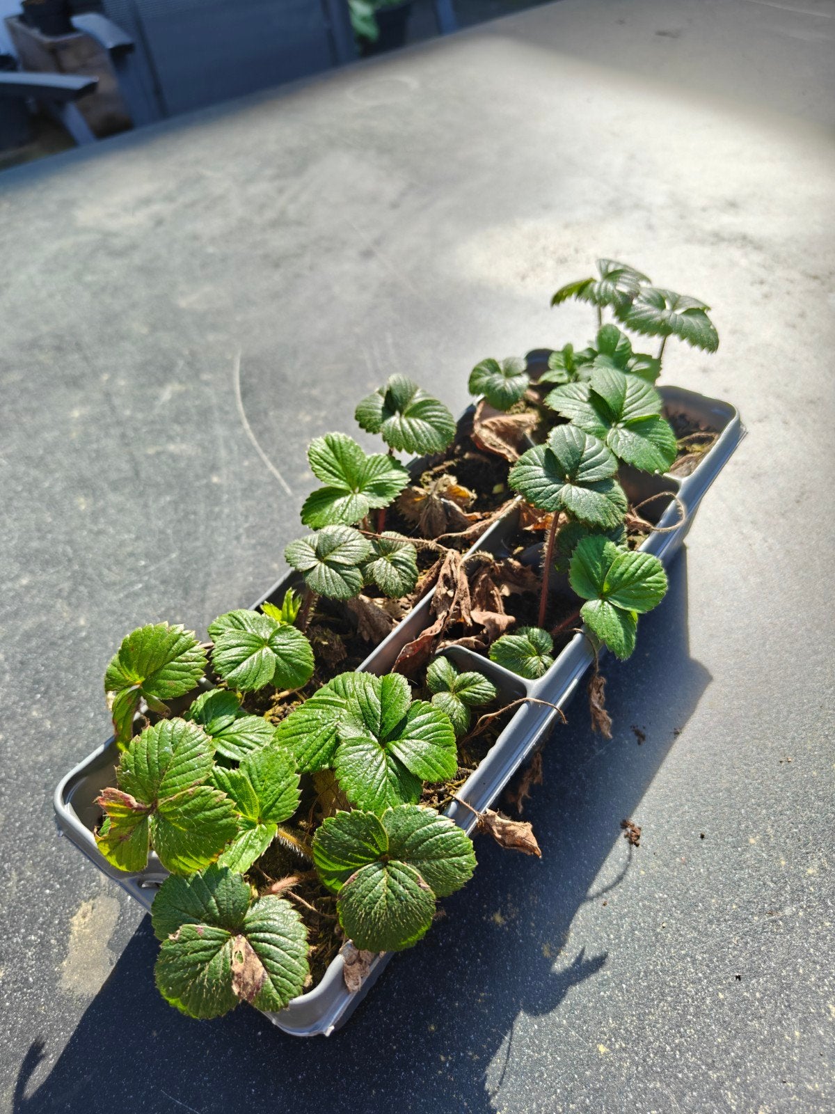 Witte aarbei stekjes / ananas aarbei stekjes / pineberry, Volle zon, Vaste plant, Lente, Ophalen