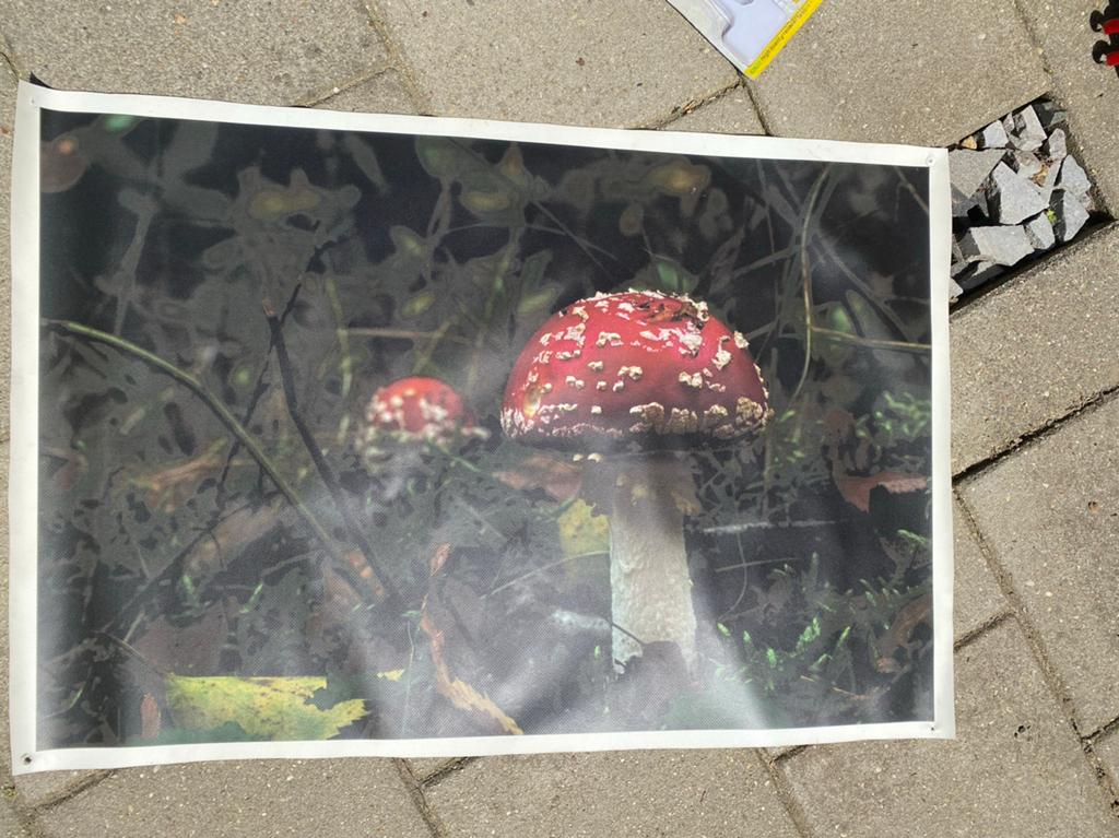 Tuinposter Paddenstoel Poster - Vliegenzwam, Ophalen of Verzenden, Zo goed als nieuw