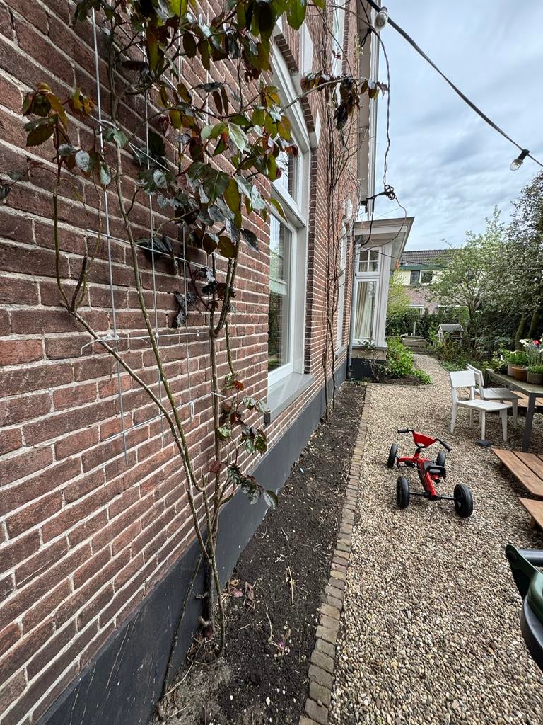Klimroos - rood, Tuin en Terras, Planten | Tuinplanten, Ophalen, Volle zon, Vaste plant, Klimplanten