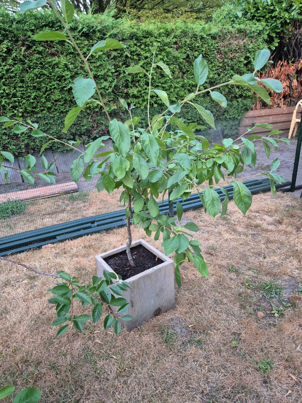 Pruimenboom in pot, Tuin en Terras, Planten | Fruitbomen, Ophalen, Minder dan 100 cm, Overige soorten, In pot