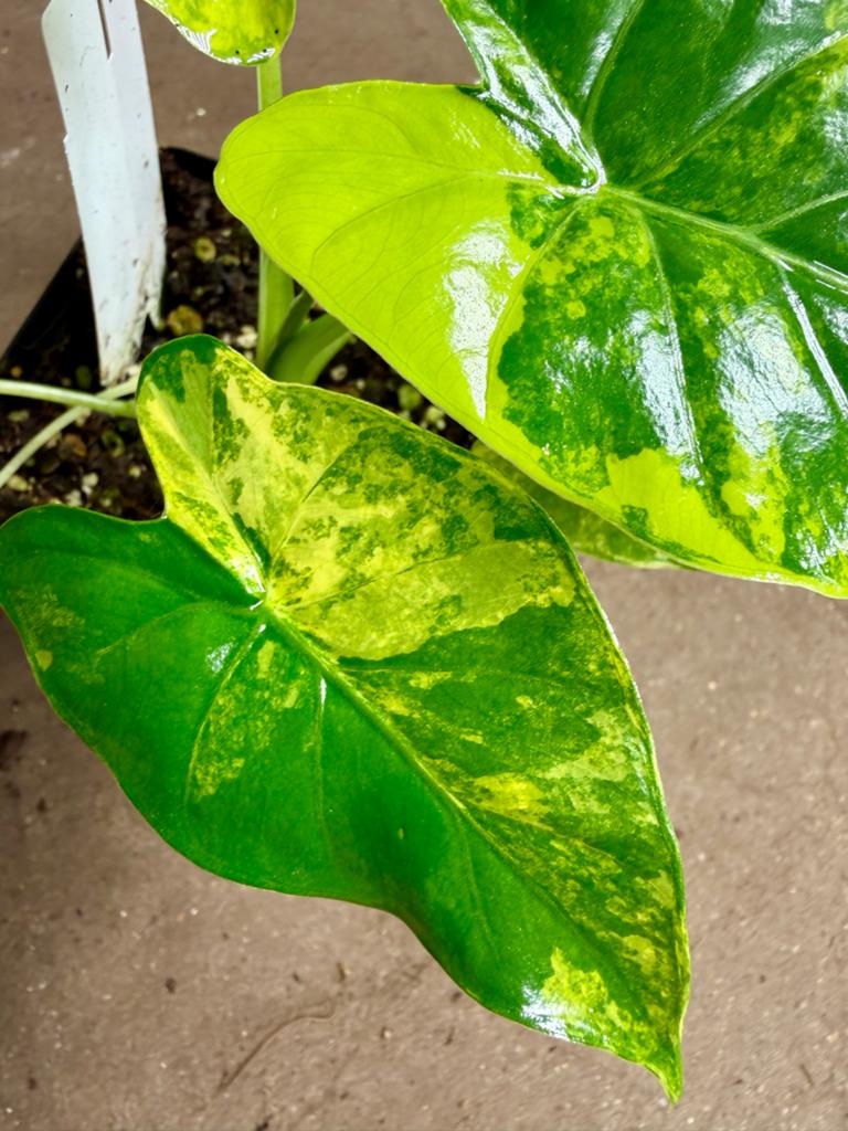 Alocasia Macrorrhiza Variegata, Ophalen of Verzenden, Halfschaduw, Minder dan 100 cm