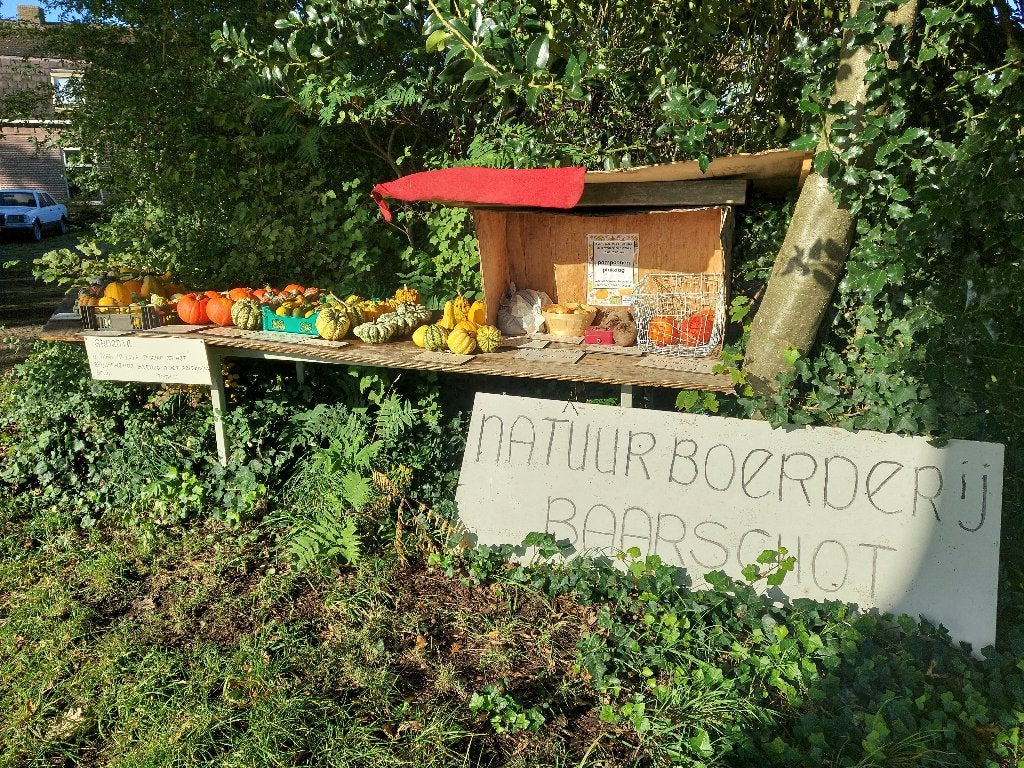 pompoenen Halloween eetbaar of voor sier, Ophalen, Nieuw