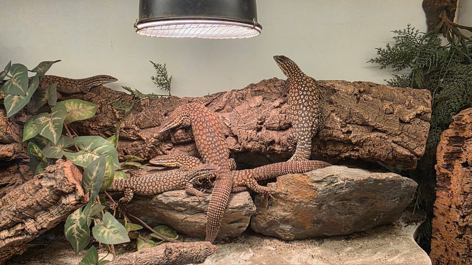 Varanus Acanthurus  5x inclusief Terrarium, Hagedis, Met terrarium, 0 tot 2 jaar