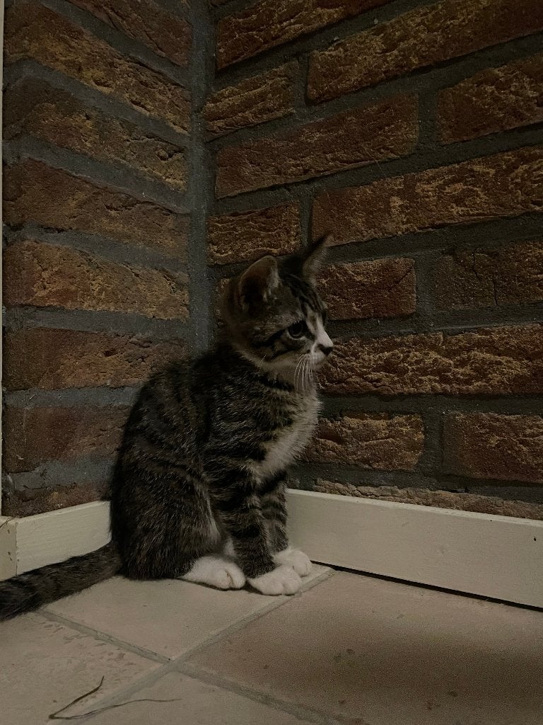 Lieve kittens, Meerdere dieren, Ontwormd, 0 tot 2 jaar