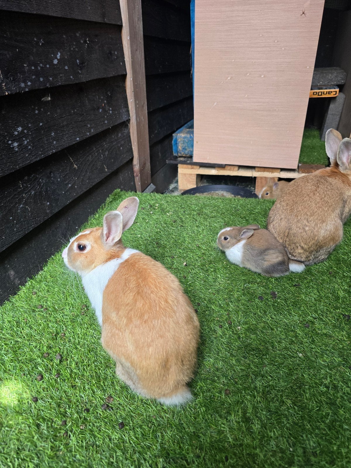 Rabbits konijn, Dieren en Toebehoren, Mannelijk