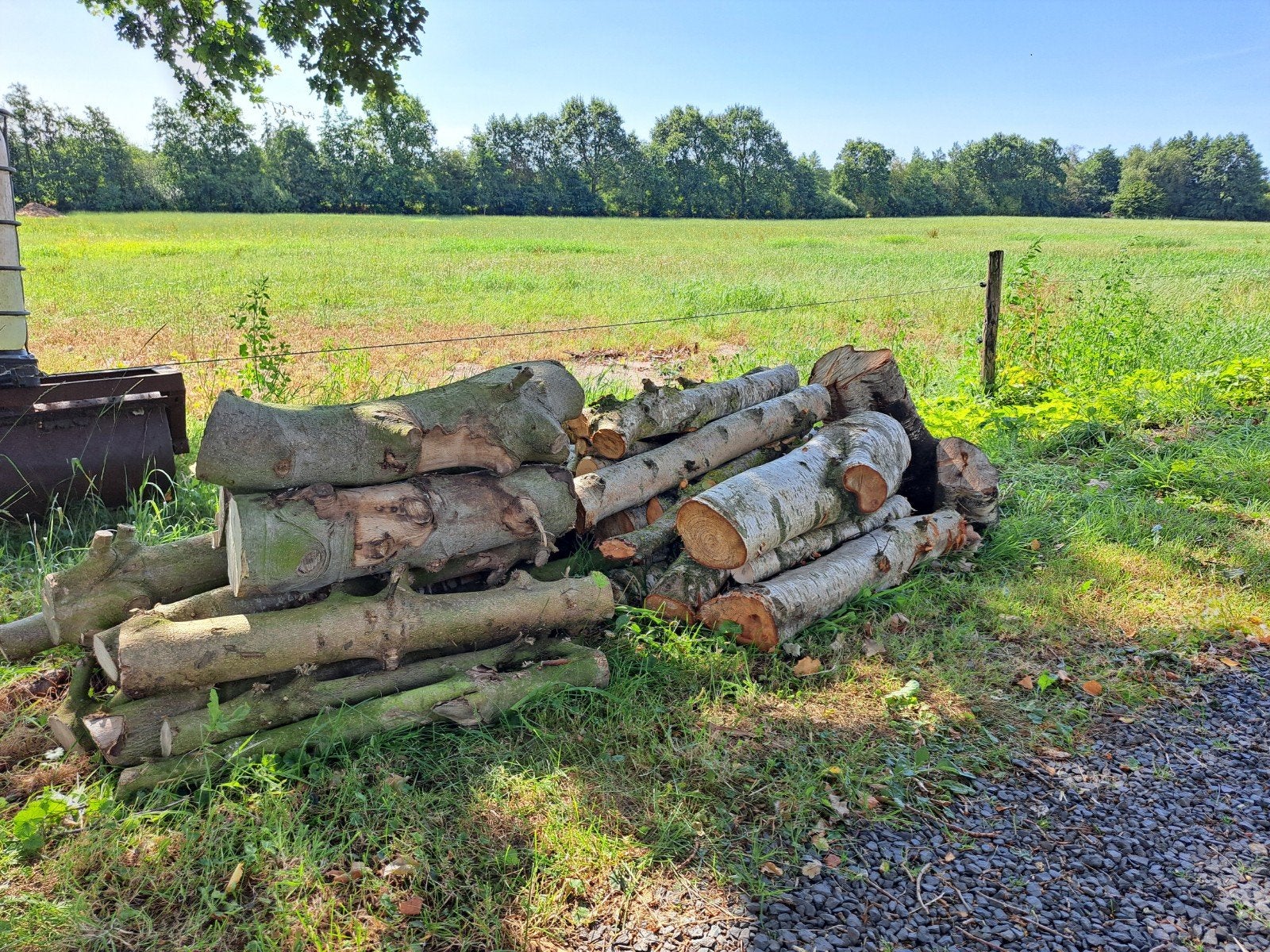 Mooie partij brandhout: hulst en berk stammetjes, Ophalen, Berkenhout, Stammen