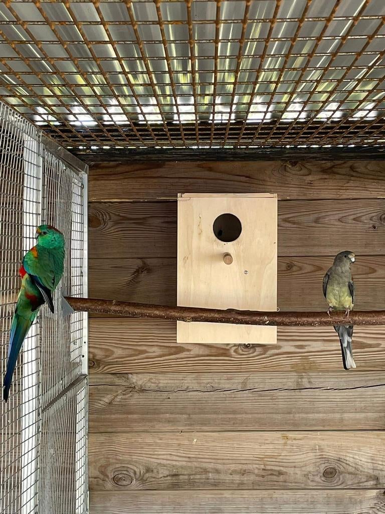 Koppel veelkleuren parkieten, Meerdere dieren, Parkiet