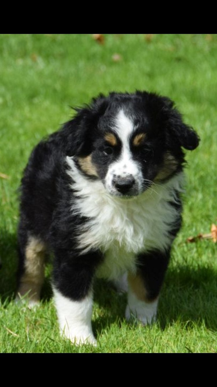 Prachtige MAS mini amarican shepherd pup, Parvo, Overige rassen, 8 tot 15 weken, Teef