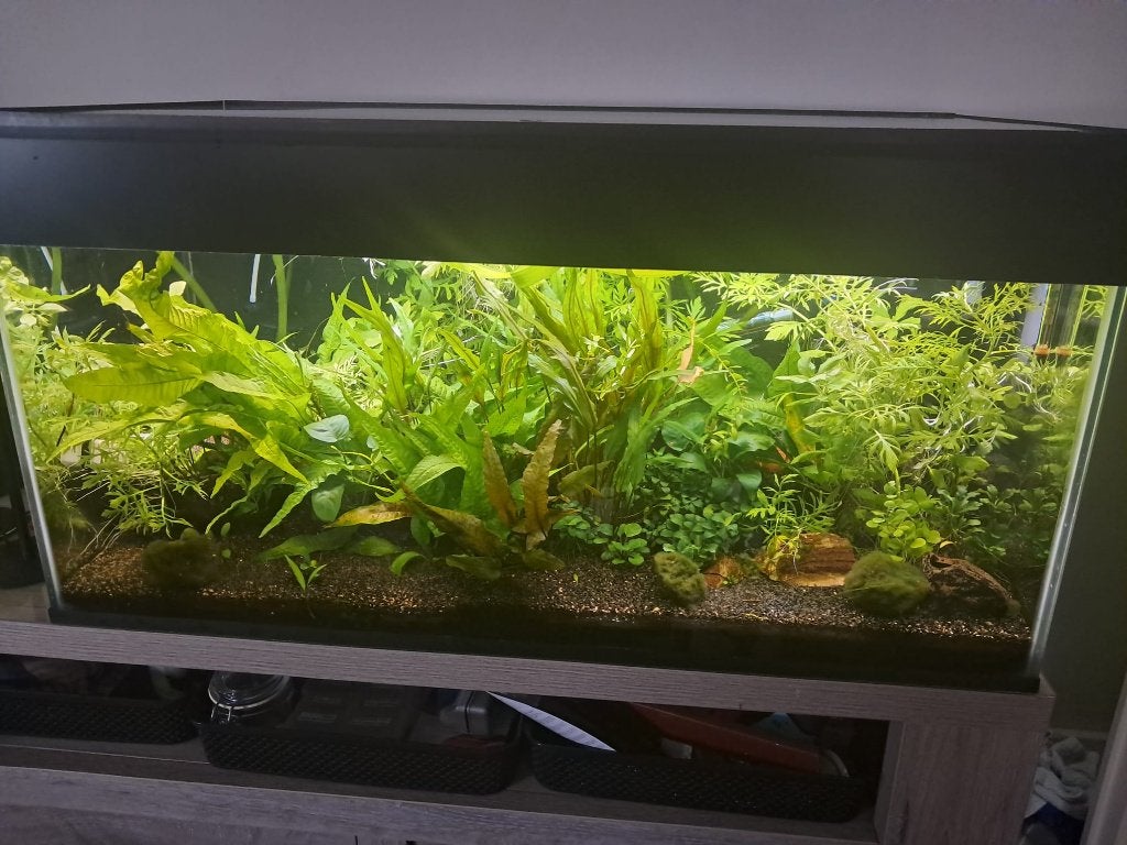 Te koop compleet aquarium, Kreeft, Krab of Garnaal, Zoetwatervis, Schoolvis
