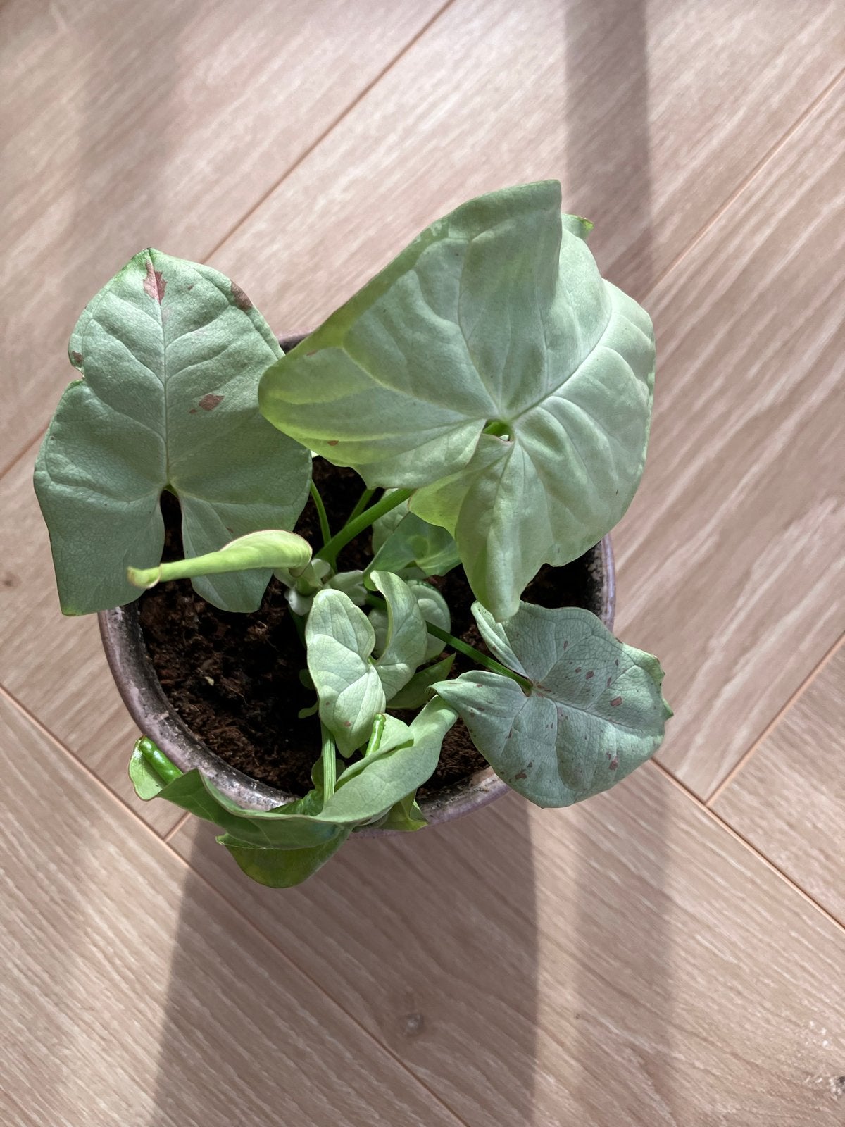 Syngonium Milk Confetti - Unieke Kamerplant, Ophalen, Overige soorten, Halfschaduw, Minder dan 100 cm