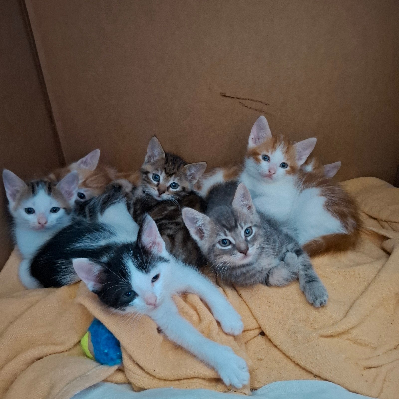 Lieve speelse kittens, Dieren en Toebehoren, Meerdere dieren, Kortharig, 0 tot 2 jaar