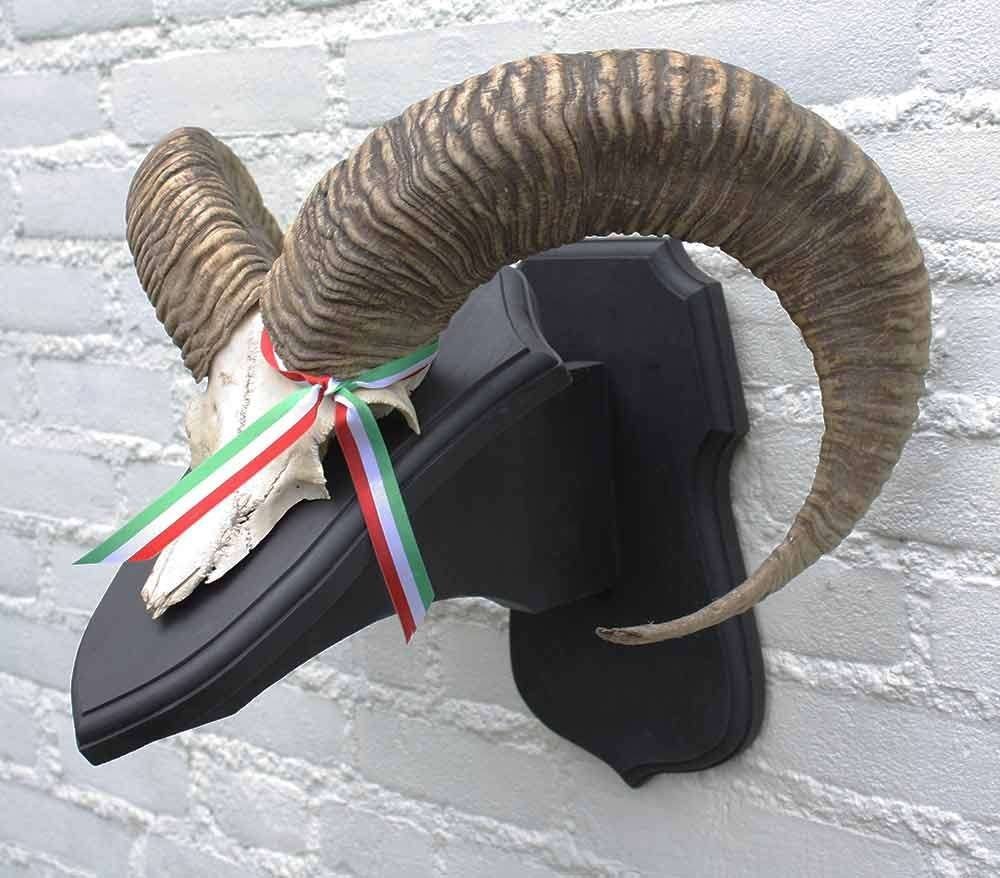 Schedel middelgrote MOEFLON RAM op dubbel eikenhouten schild, Verzamelen, Dierenverzamelingen, Ophalen of Verzenden, Gebruikt