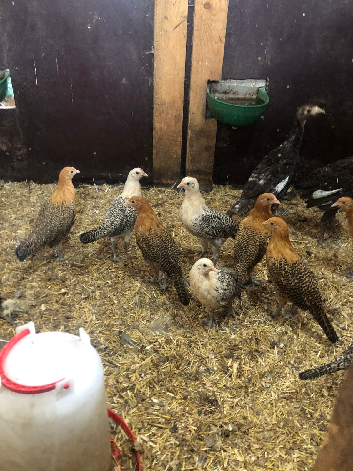 Mooie groninger meeuw kuikens, Dieren en Toebehoren, Pluimvee, Meerdere dieren, Kip