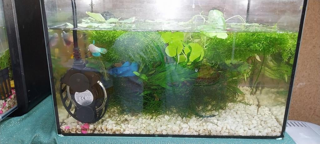 Aquarium 35 25 23 zsm ophalen!!!, Ophalen, Zo goed als nieuw, Gevuld zoetwateraquarium