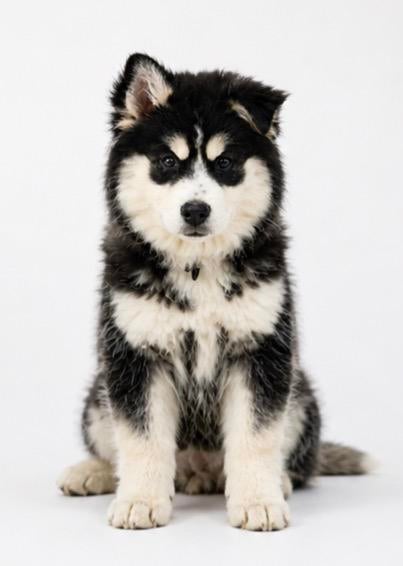 Lief en gezond Pomsky F3 puppy teefje mini husky pup, Overige rassen, 8 tot 15 weken, Teef, Parvo