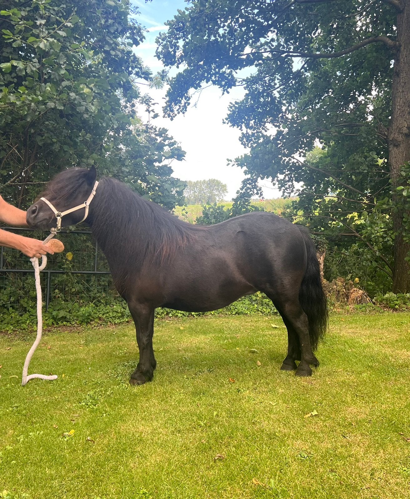 Shetlander merrie NSPS ( 2 merries ), Dieren en Toebehoren, Pony's, Merrie, Met stamboom, Niet van toepassing, A pony (tot 1.17m)