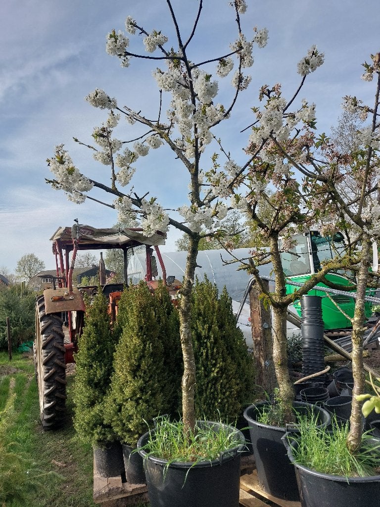 Kers kordia, Ophalen, Lente, Volle zon, Kersenboom