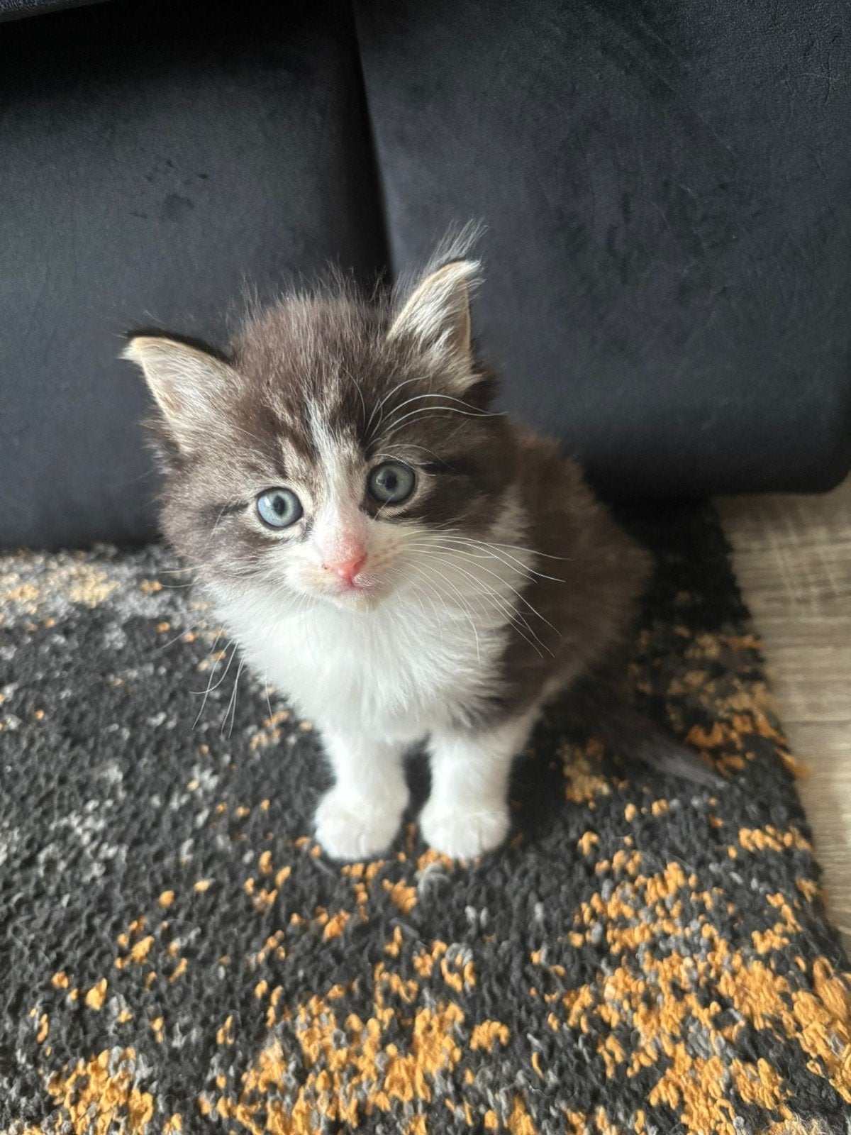 4 kittens gereserveerd, Meerdere dieren