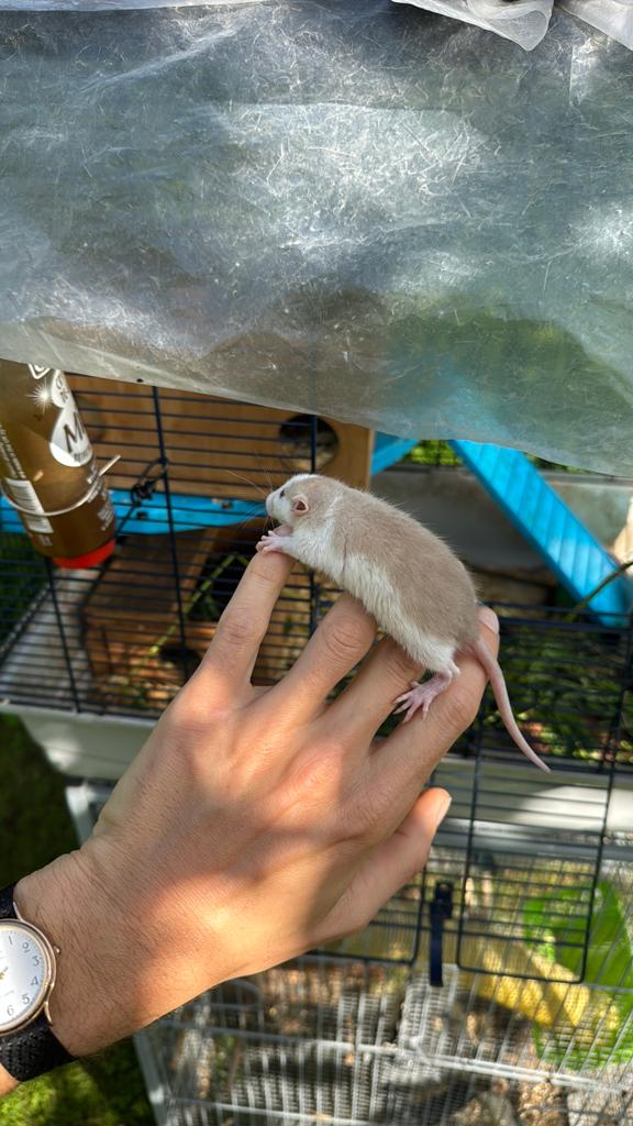 Dumbo ratjes, Dieren en Toebehoren, Knaagdieren, Rat, Vrouwelijk, Mei, Tam
