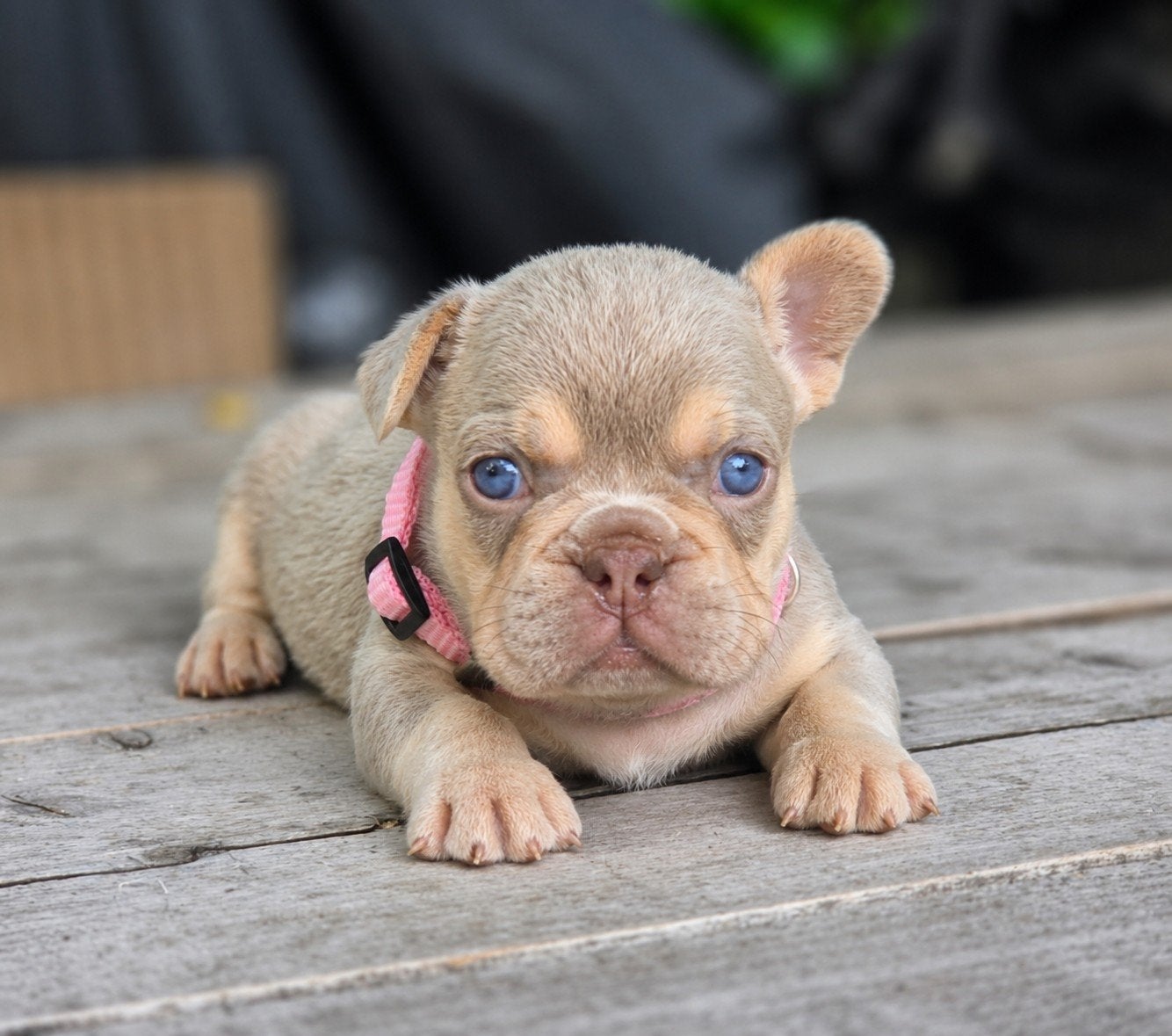Franse bulldog pups (uniek!), Dieren en Toebehoren, Honden | Bulldogs, Pinschers en Molossers, België, Fokker | Hobbymatig, 8 tot 15 weken