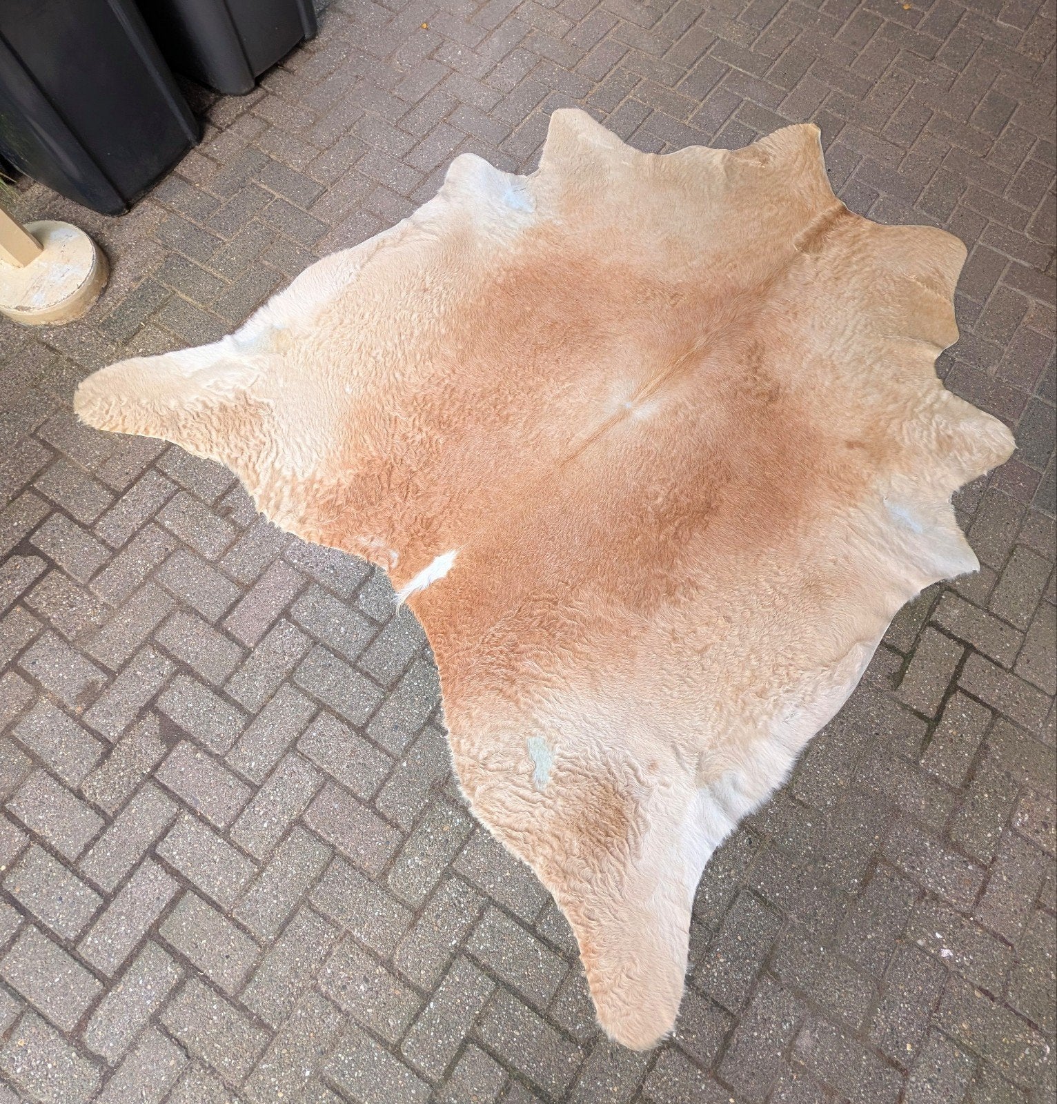 Echt koeienhuid vloerkleed 180x210 cm, 150 tot 200 cm, 200 cm of meer, Ophalen of Verzenden, Beige