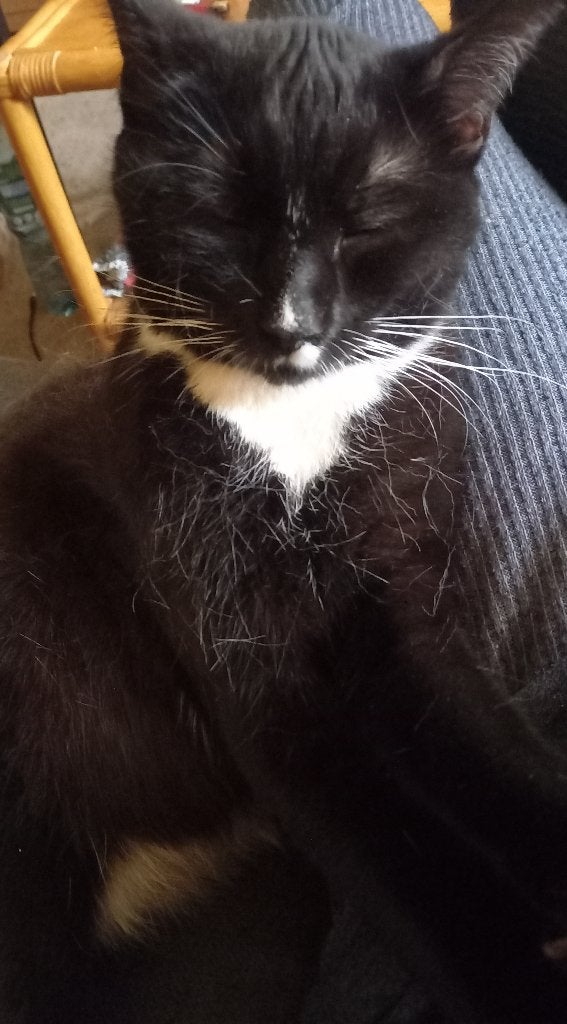 Poesje "Purrcee" zoekt een huisje, 0 tot 2 jaar