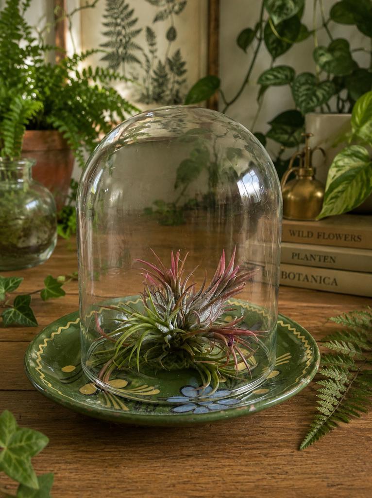 Tillandsia Ionantha Fuego cluster, Ophalen of Verzenden