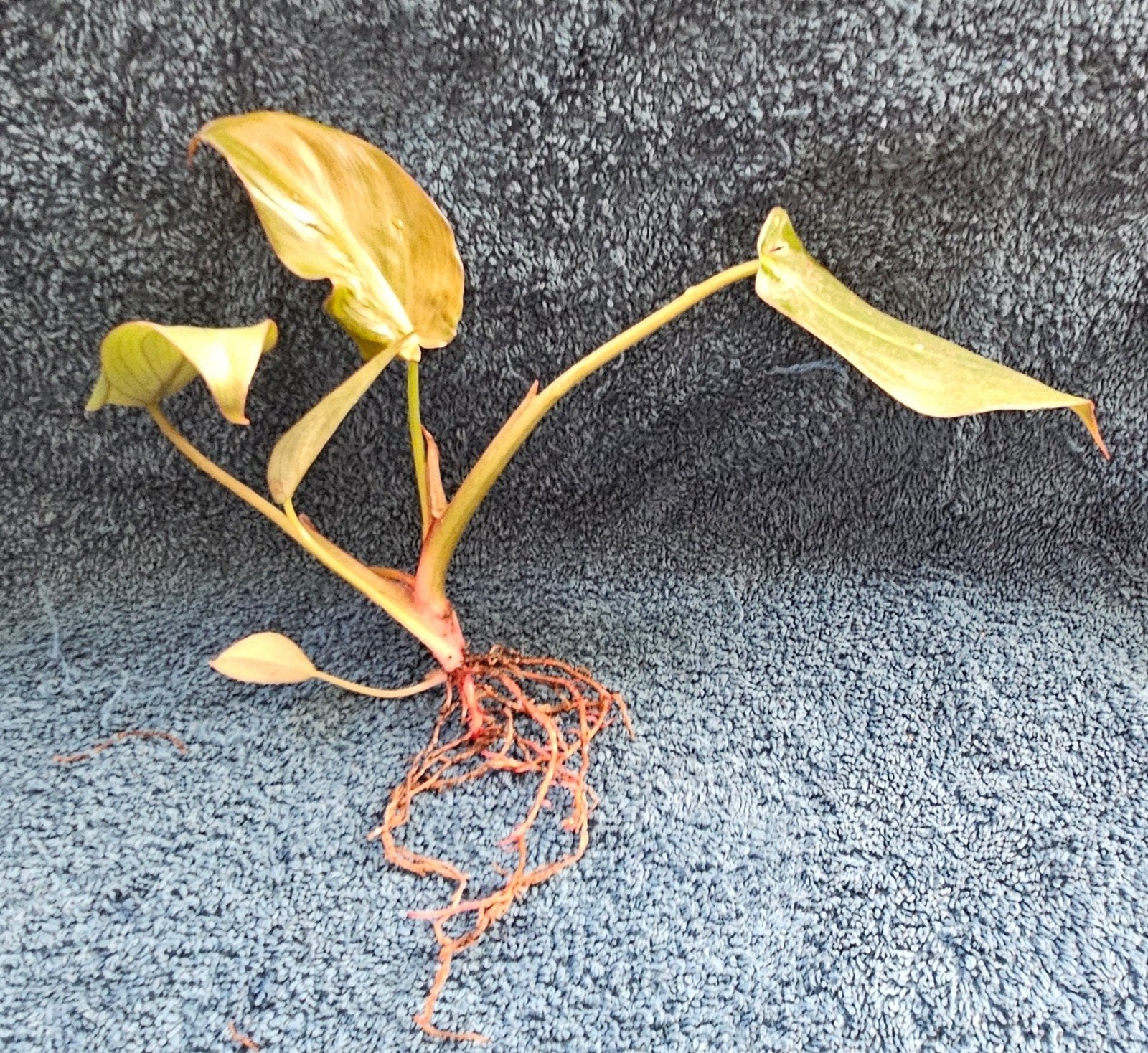 Philodendron  'Summer Glory, Ophalen, Halfschaduw, Minder dan 100 cm