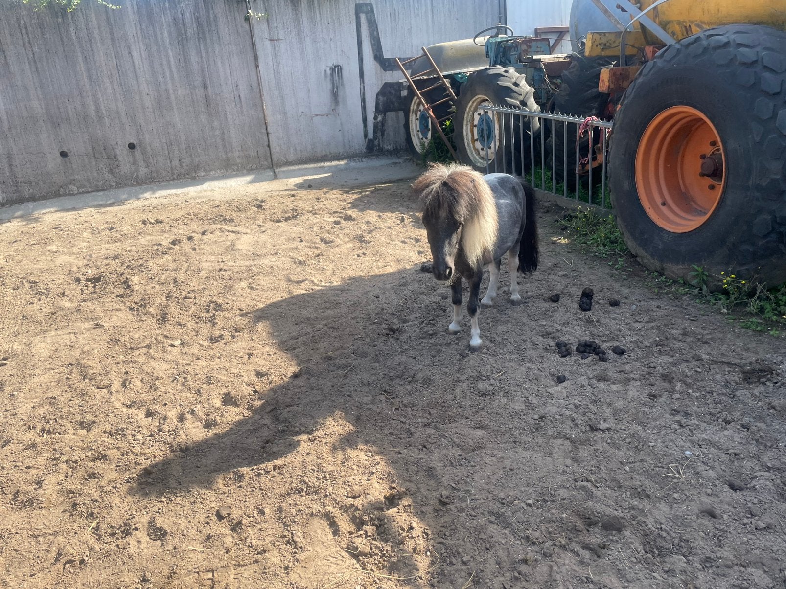 Mini hengst Bonte draver, Eén persoon, Overige typen