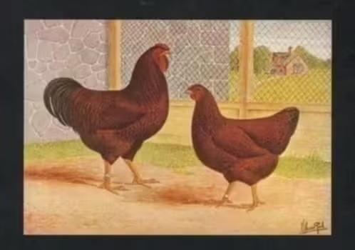 Pluimvee Kippen Rhode Island Red Boerderij, Van Gink., Ophalen of Verzenden, 1980 tot heden, Ongelopen, Vogel