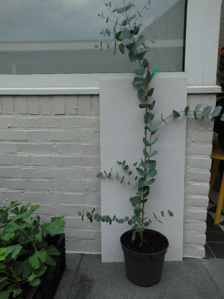 eucalyptus 'Silver Dollar', Tuin en Terras, Planten | Bomen, Herfst, Overige soorten, 100 tot 250 cm, Ophalen