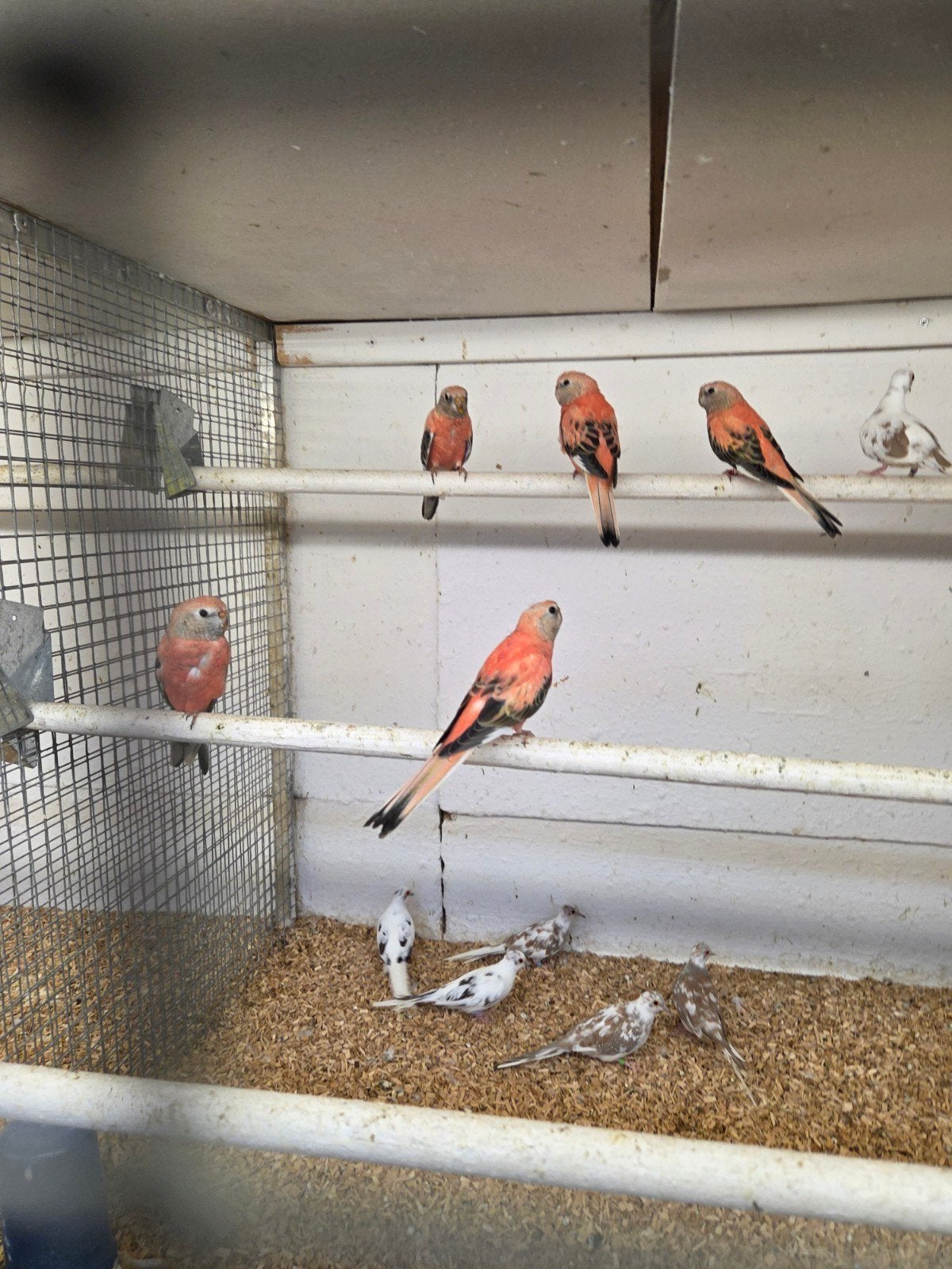Rose bourks parkieten, Meerdere dieren, Parkiet