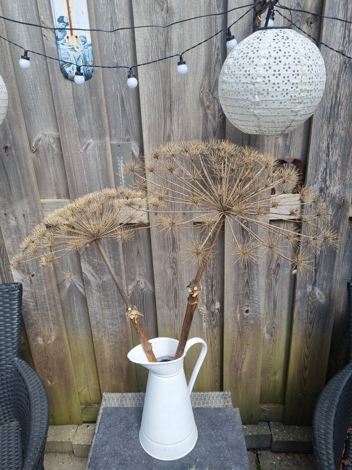 Decoratieve berenklauwen - naturel en zwart, Ophalen