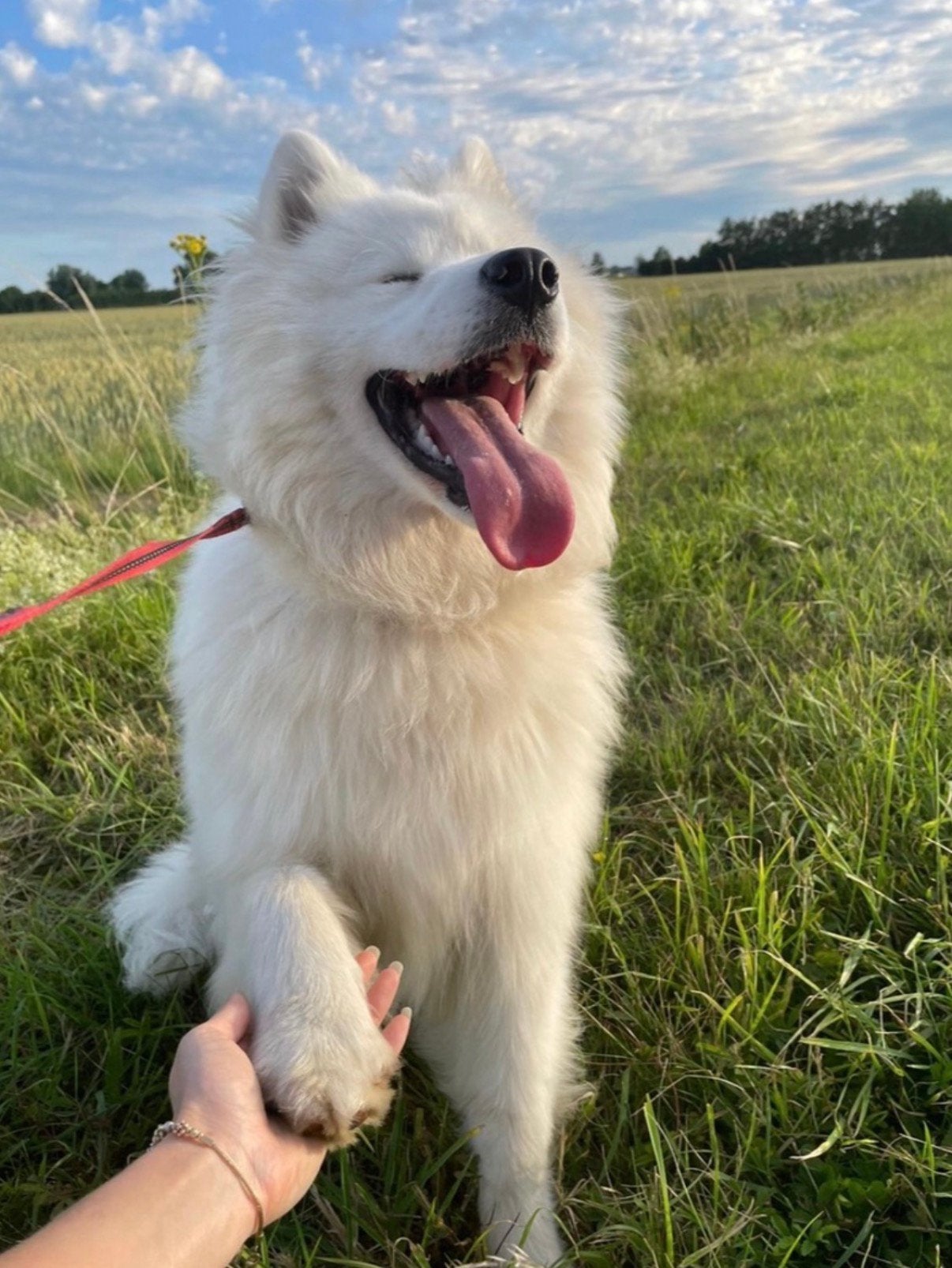 Lieve Samojeed reu zoekt een gouden thuis, Eén hond, CDV (hondenziekte), 3 tot 5 jaar, Nederland